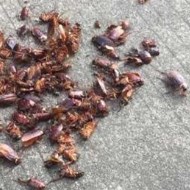 天氣變冷蟑螂都藏到哪去了呢？