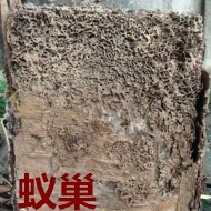 別墅墻體挖出超大白蟻巢！??！